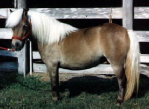 Golden sorrel miniature horse