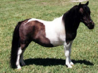 Black pinto miniature horse