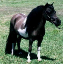 Black pinto miniature horse.