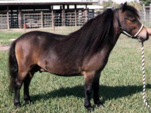 Bay miniature horse