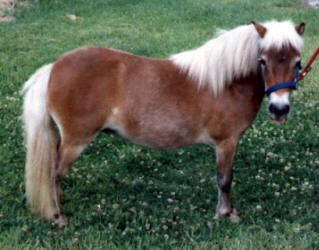 Chestnut miniature horse