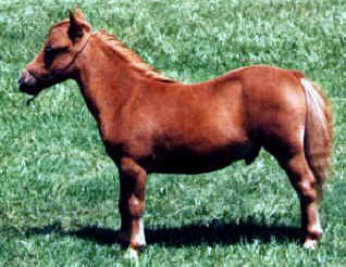 Sorrel miniature horse.
