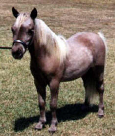 Grey miniature horse.