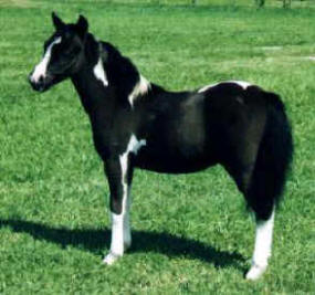 Black pinto miniature horse.