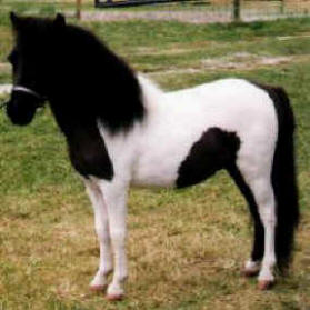 Black pinto miniature horse.
