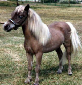 Grey miniature horse.