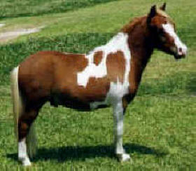 Sorrel pinto miniature horse.