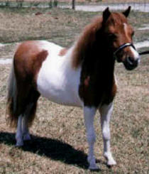 Sorrel pinto miniature horse.