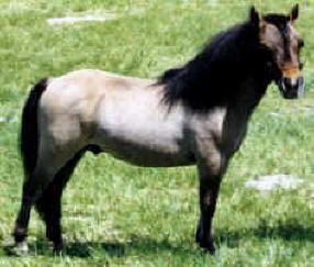 Buckskin miniature horse.