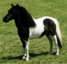 Black pinto miniature horse.