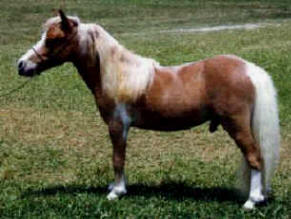 Sorrel pinto miniature horse.