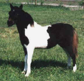 Bay miniature horse.