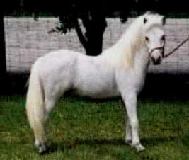 Palomino miniature horse.