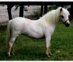 Palomino miniature horse.