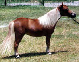 Sorrel miniature horse.