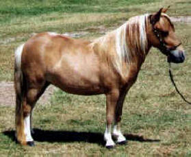 Sorrel pinto miniature horse