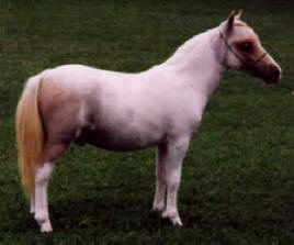 Dun pinto miniature horse.