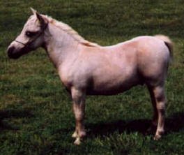 Palomino miniature horse.