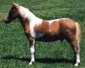 Sorrel pinto miniature horse