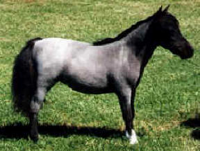 Blue roan miniature horse.