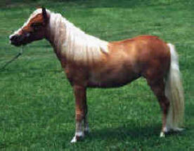 Sorrel miniature horse.
