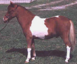 Sorrel pinto miniature horse.