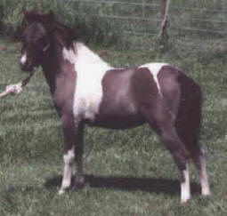 Grulla pinto miniature horse.