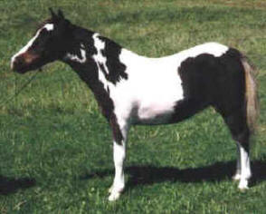 Bay pinto miniature horse.