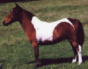 Red bay pinto miniature horse