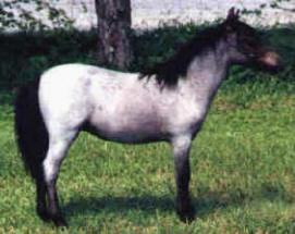 Blue roan miniature horse.