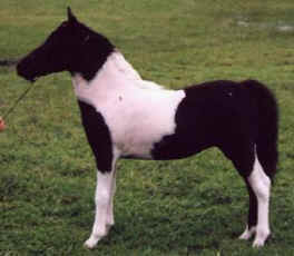 Black pinto miniature horse.