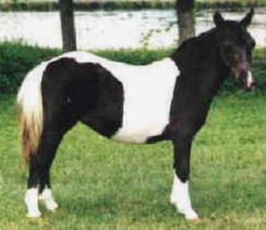 Black pinto miniature horse.