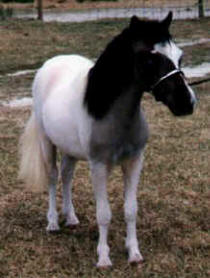 Blue roan pinto miniature horse