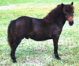 Bay miniature horse.