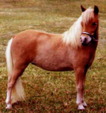 Sorrel miniature horse