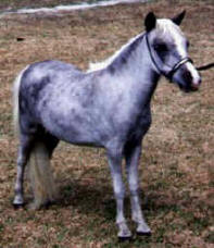 Dapple grey miniature horse