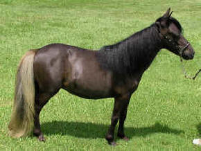Seal brown miniature horse