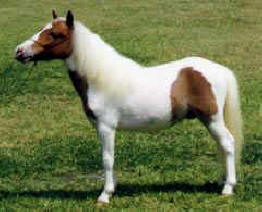 Sorrel pinto miniature horse
