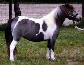 Blue roan pinto miniature horse