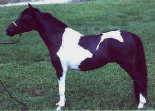 Black pinto miniature horse.