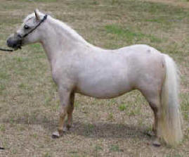 Palomino miniature horse.