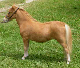 Sorrel miniature horse.
