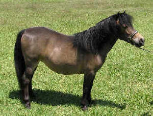 Bay miniature horse.