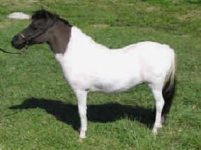 Black pinto miniature horse.