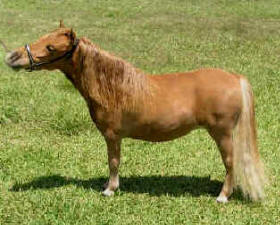 Sorrel miniature horse.