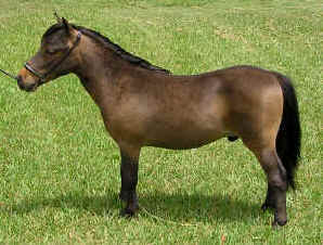 Bay miniature horse.
