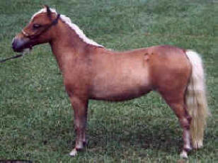 Sorrel miniature horse.