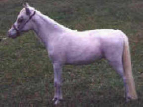 Grey miniature horse.