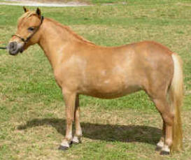 Sorrel miniature horse.