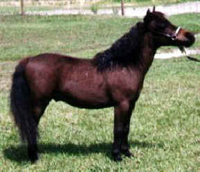 Bay miniature horse.